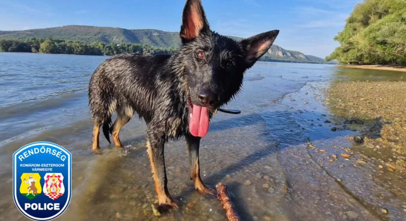 Új rendőrkutyával erősít a vármegye – Dorogon már bevetésen is járt Rin