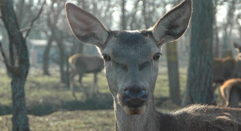 Csodaszarvas Családi Nap 2026 Gyenesdiás
