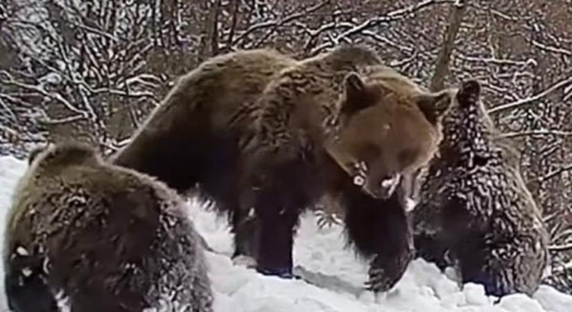 Ritka pillanatot rögzítettek, bocsaival játszik a hóban egy barnamedve