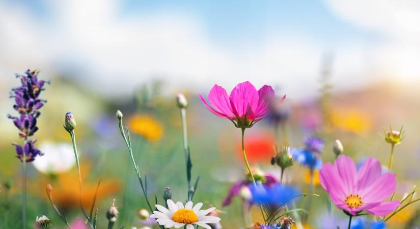 Melyik a kedvenc tavaszi színed? Érdekes dolgot fed fel a személyiségedről