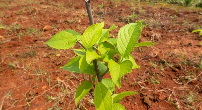 Génmódosított fákkal erdősítette be a Góbi sivatagot Kína