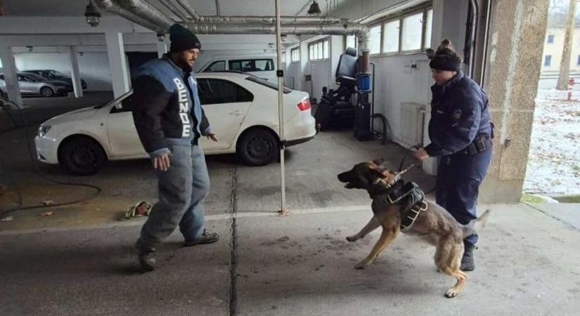 Felkészültek az éles bevetésekre – kutyás képzést tartottak a Tolna Vármegyei Rendőr-főkapitányságon