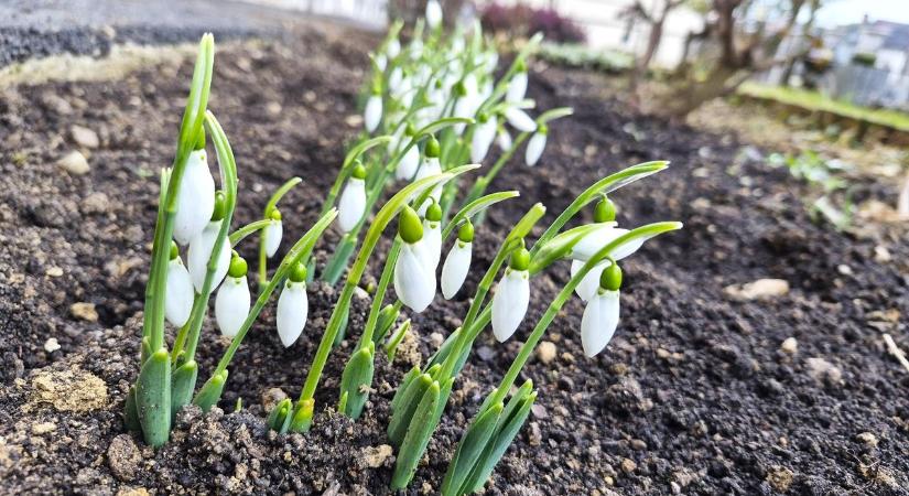 Hóvirág virít a kertben? Csakis így szabályos, különben védett