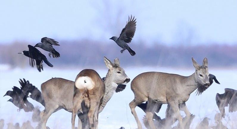 Miért követi sok madár télen az őzeket?
