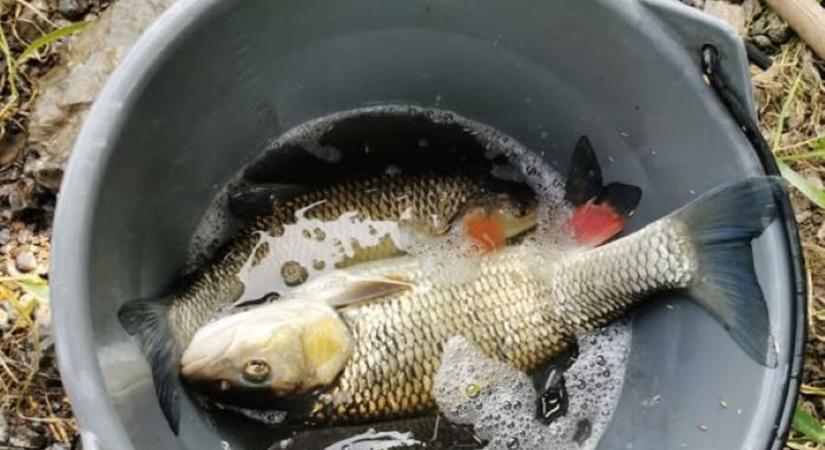 Szlovák hatóságok szerint továbbra mérgezettek a Sajó halai – tilos a fogyasztásuk