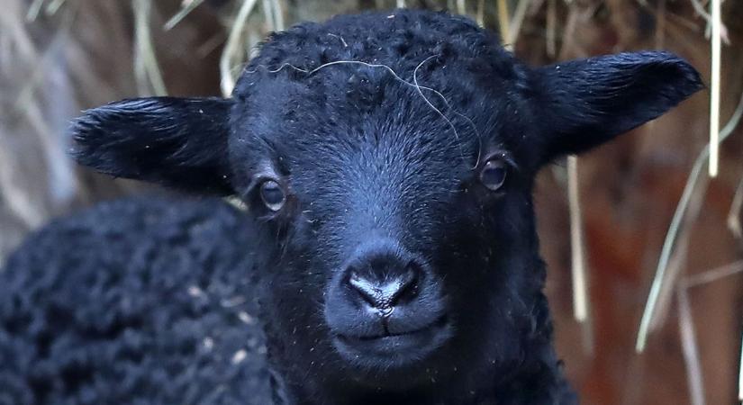 Hármas ikrek születtek fekete bundában – nem mindennapi látvány (videóval)