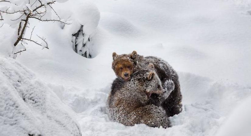 Megvan a mai nap legcukibb videója: így játszanak a medvebocsok anyjukkal a hóban