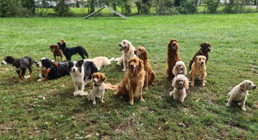 Mancsos Kavalkád – kutyás családi nap 2026 Zalaegerszeg