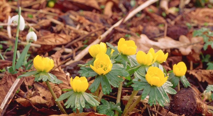 Megrázta magát a tavasz: előbújtak a téltemetők és hóvirágok talán legszebb kertjében