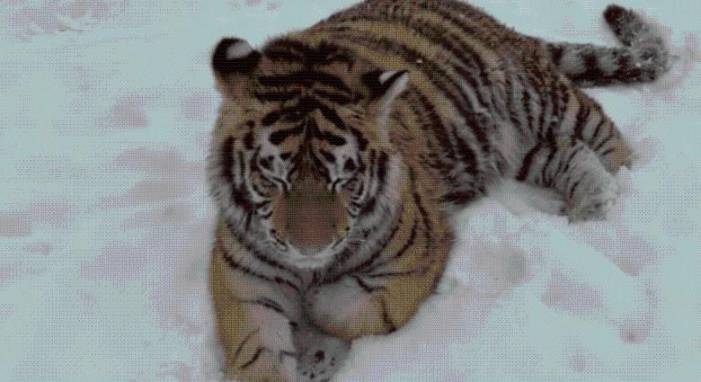 Szibériai tigris leselkedik a kertben – Sir Kán téli videójára a rendőrség is reagált (VIDEÓ)