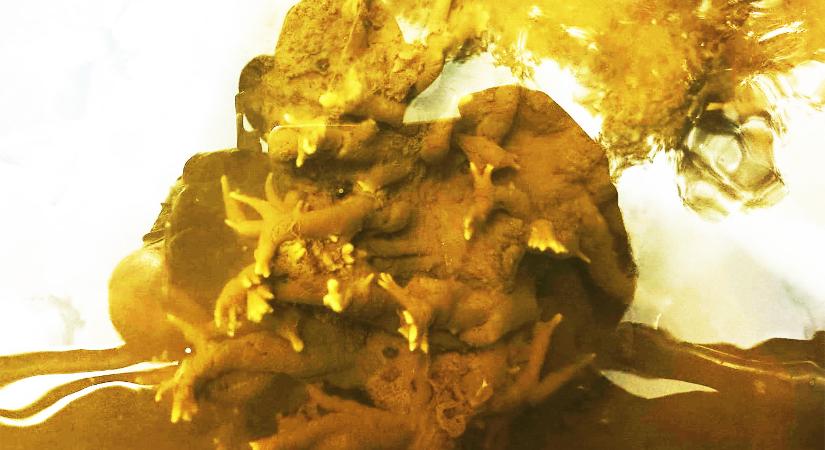 Különös lényt fogtak ki a Tiszából