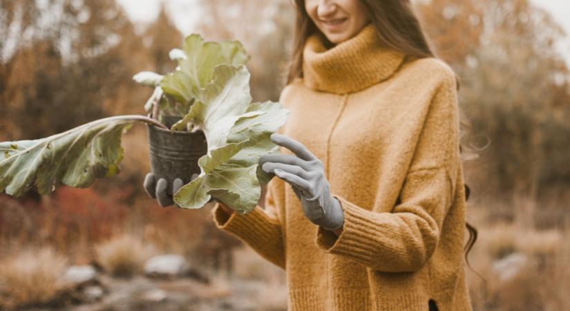Kerti munkák, amiket már februárban érdemes elvégezni – összeszedtük a legfontosabbakat