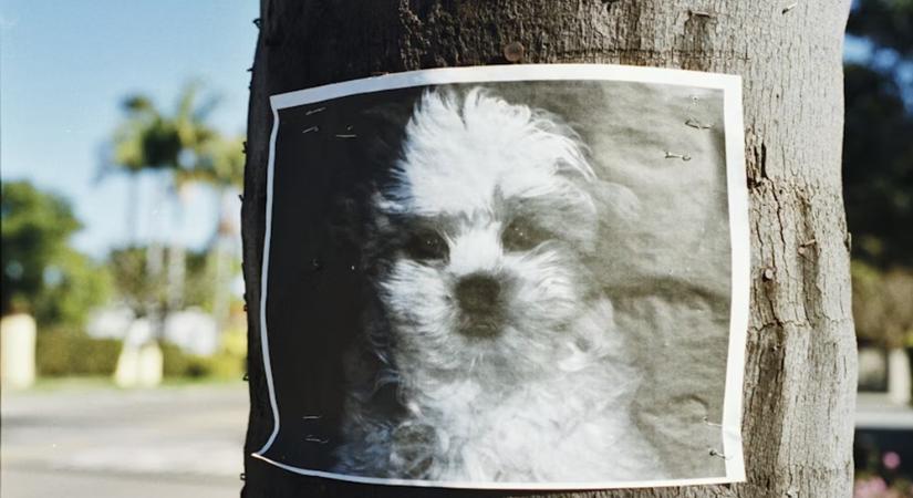 Amikor a kutyapiszok CSI-ügy, az elveszett kedvencet pedig az AI találja meg