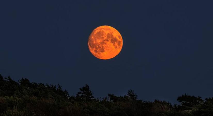 Holdfákkal kísérletezik a NASA: már az űrt is megjárták