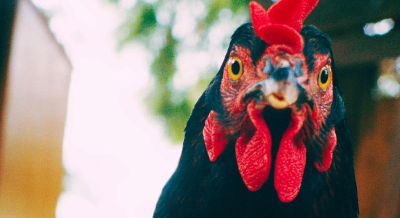 Rám egy tyúk még nem volt ilyen hatással – Pálfi György Tyúk című filmjének kritikája