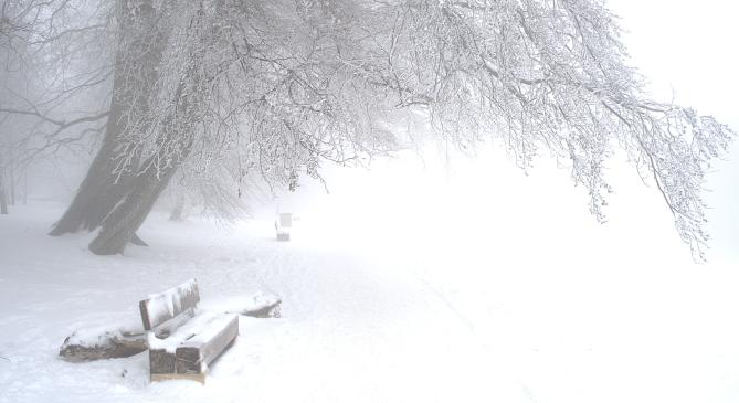 Normafa a zúzmarás köd fogságában ragadt
