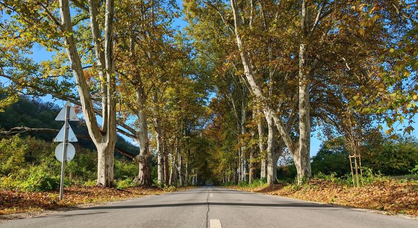 Télen új arcát mutatta meg a fenséges platánsor – videóval