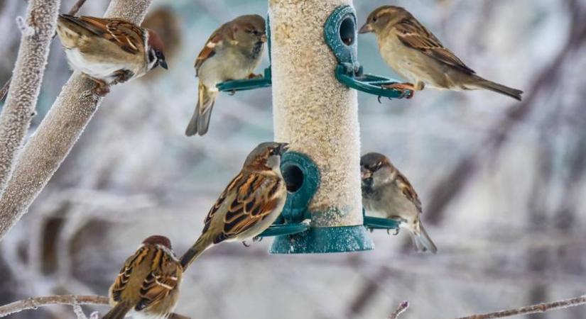 Mindenki irigykedik ezekre a madarakra: bámulatos, mi várta őket a havas kertben