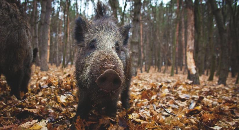 Afrikai sertéspestis: ugrásszerűen nőnek az esetszámok Dél-Baranyában