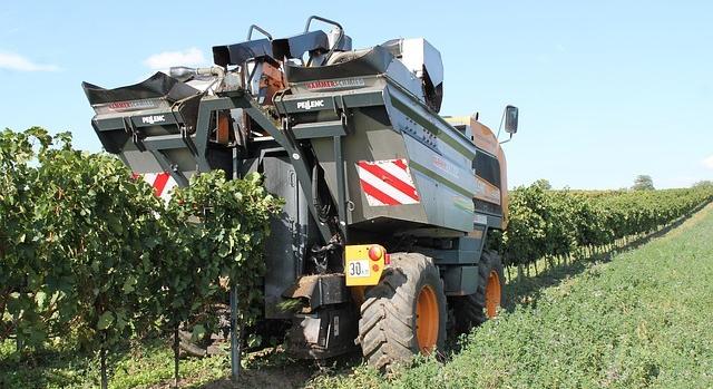 AM: támogatásokkal és intézkedésekkel segíti az agrártárca a szőlő- és borágazatot