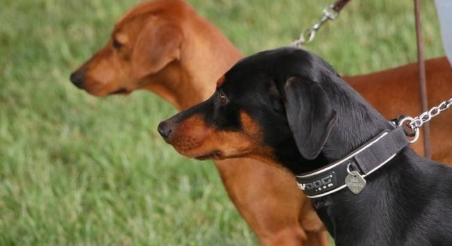 Nemzetközi kutyakiállítás lesz Budapesten