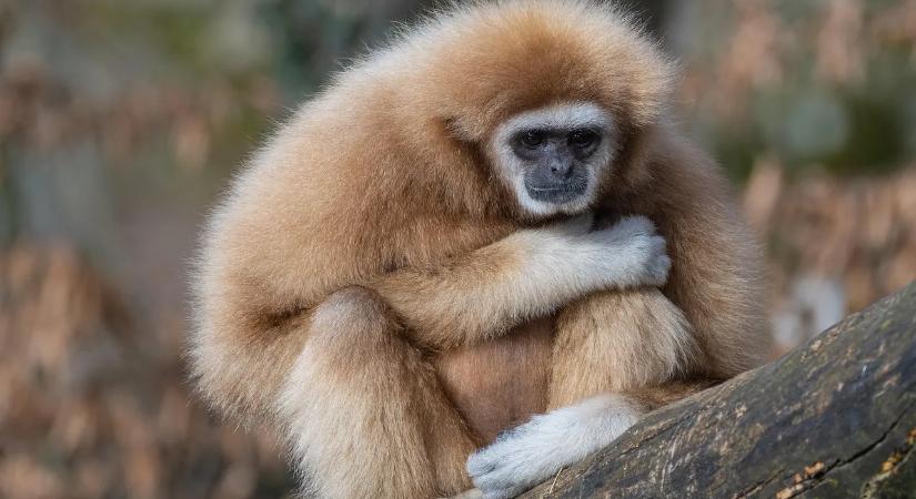 Ismerd meg Magyarország legnagyobb állatkertjét és különlegességeit