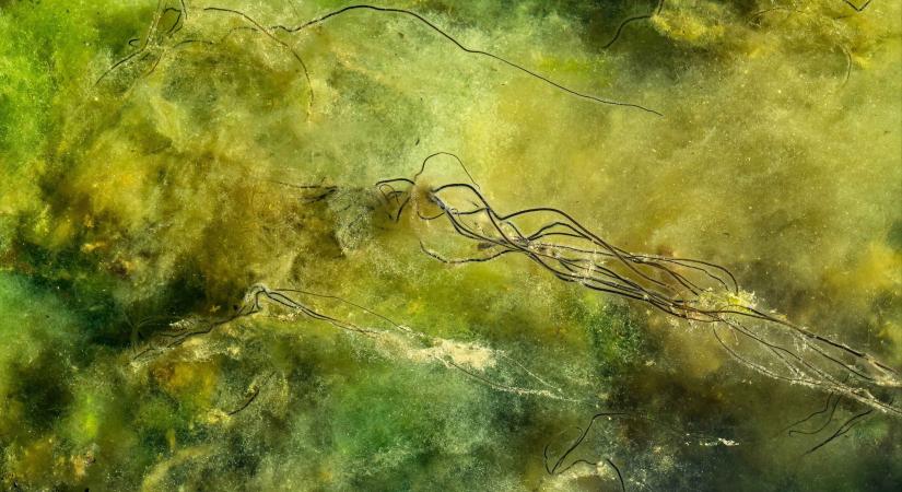 Amerikai kutatók laborban tenyésztett algákkal távolítanák el a mikroműanyagokat a vízből