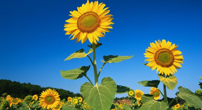 A napraforgó veheti át az uralmat a magyar földeken? Idén minden kiderül
