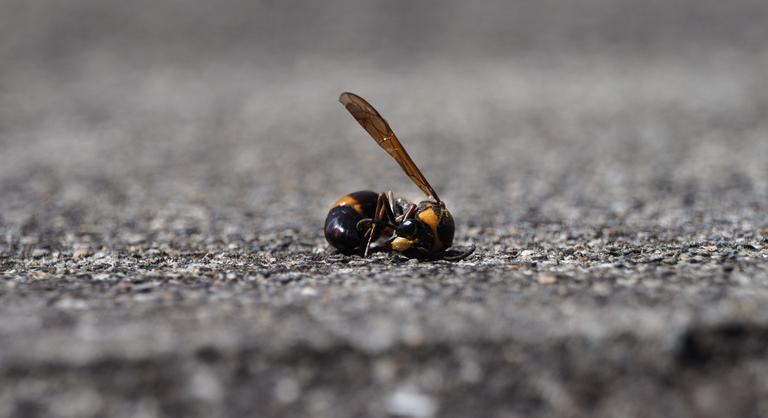 A csend bizonyítja, hogy beléptünk az ökoszisztéma összeomlásának előszobájába
