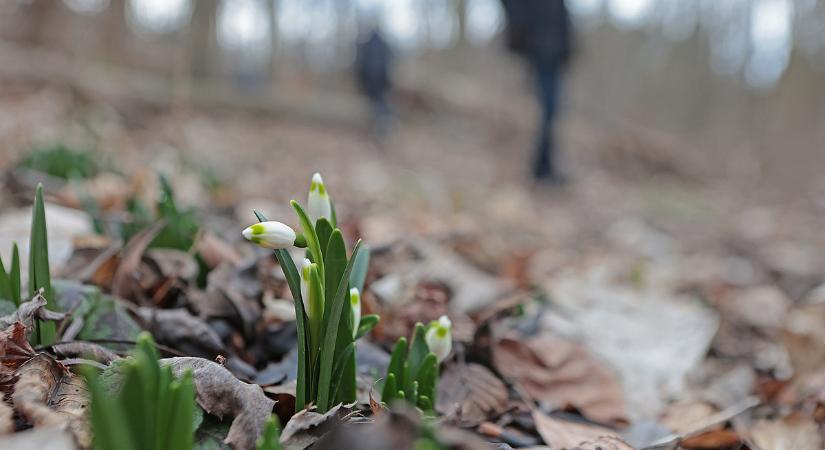 Itt a februári tavasz: jól megkavarodik az időjárás, 16 fok is lehet