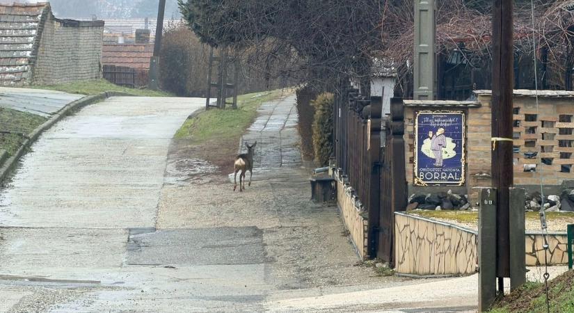 Borozóba indult egy őz Szekszárdon! Hihetetlen képet kaptunk!