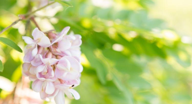 Génmegőrzési program indul a Rózsaszín AC akácért