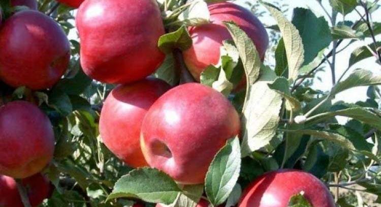 Alaptalanul támadják a magyar almatermelőket
