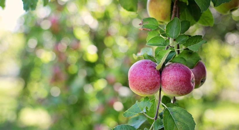 Kicsi a kerted? Ez az a 3 gyümölcs, aminek mégis jut hely