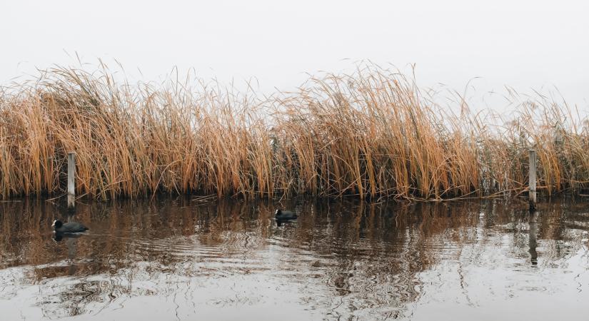 Nem a vízpótlás most a Balaton legnagyobb baja – Megszólalt a Limnológiai Kutatóintézet főigazgatója