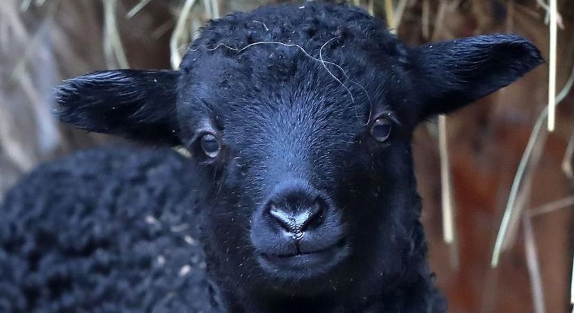 Amikor nem csak egy fekete bárány születik a családban
