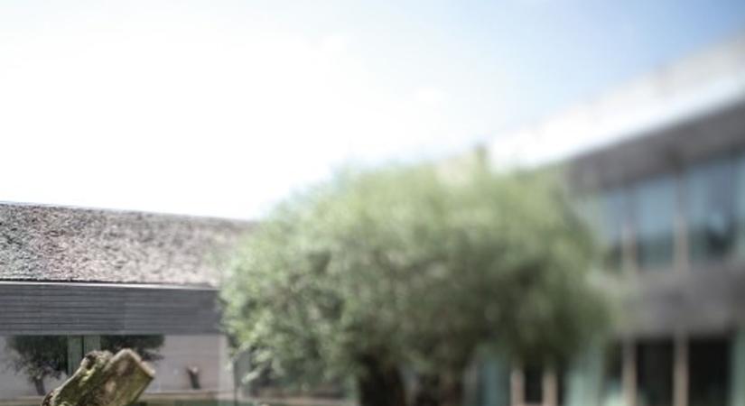 Arcmasszázs otthon vs. professzionális technikák – mi a különbség?