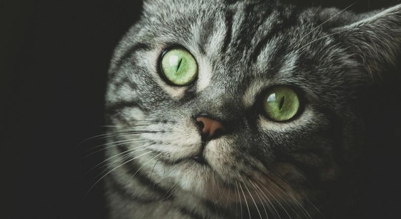 Ezt teheted, hogy a macskád tovább éljen!