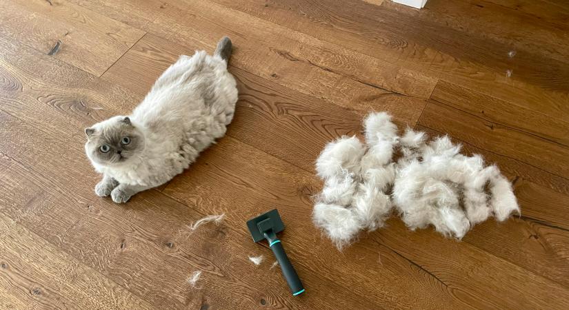 8 tipp, hogy megszabaduljon macskád a szőrgombócoktól