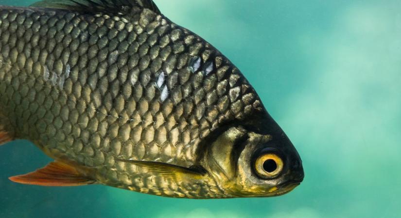 Gyakorlati tudással erősödik az akvakultúra-képzés