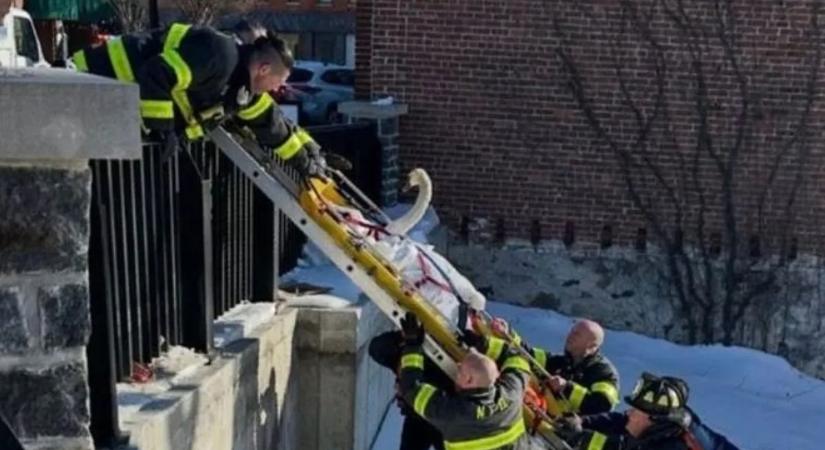 Megható mentőakció: tűzoltók segítettek a bajba jutott hattyún