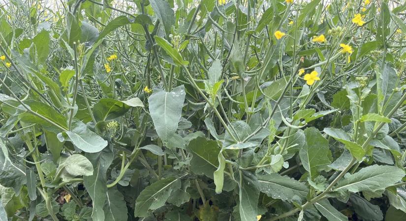 Hogyan csinálunk 10 tonna/ha felett búzából és 5 tonna/ha felett repcéből?