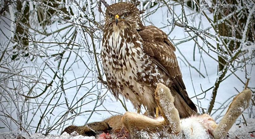 Sok sas és sólyom telelt a hevesi és borsodi síkon