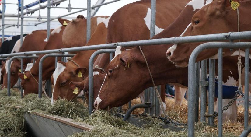Friss döntés született a tej történelmi bázisjogosultság támogatásáról