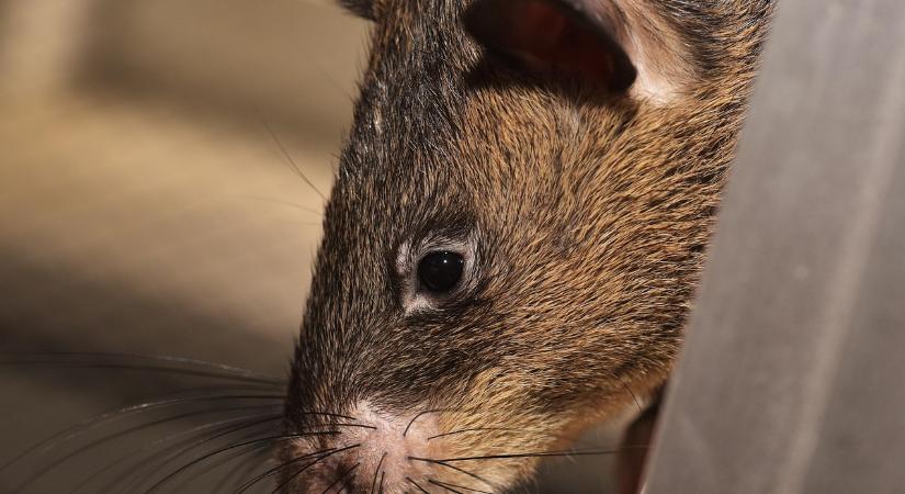 Épp csődbe megy egy internetszolgáltató-óriás, mert a patkányok nagyon fincsinek tartják a környezetbarát kábeleit