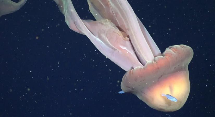Buszméretű fantommedúzát filmeztek Argentína mellett