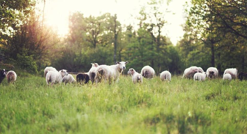 Tudtad? Változnak a Natura 2000 gyepterületek támogatási szabályai