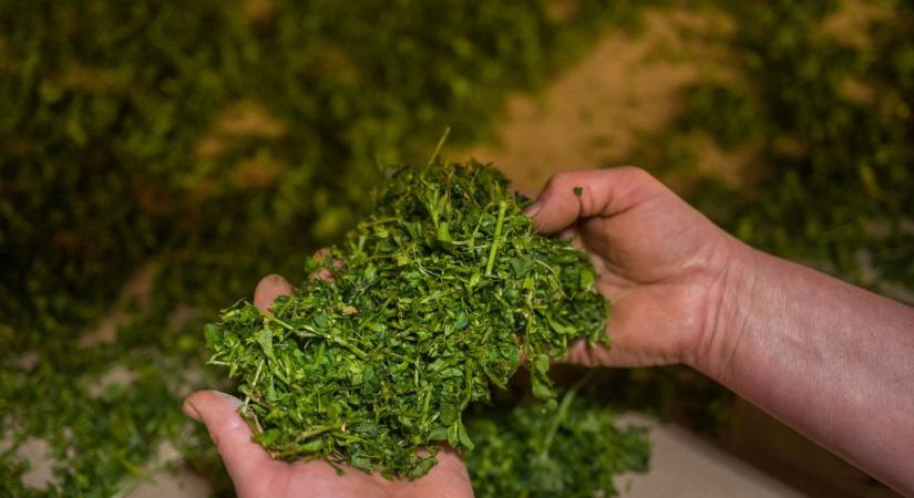 Bilincsben az egri herbálosok - külföldről indultak a mérgek