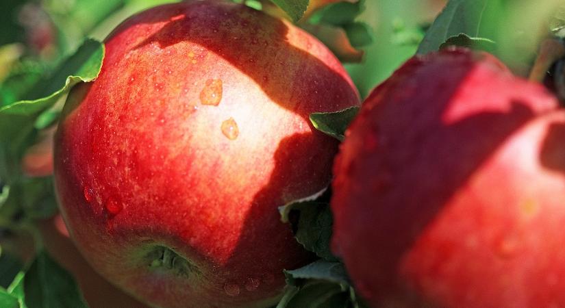 Vegyszerek az almában? Fontos tájékoztatást adtak ki