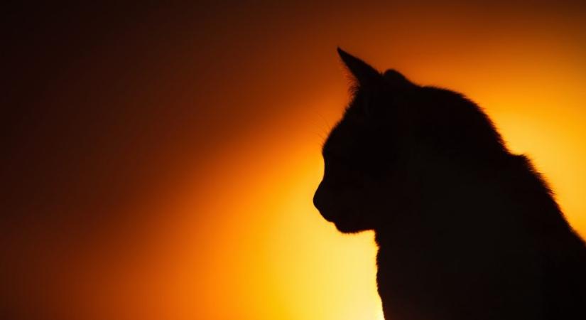 Jelek, hogy kedvencünk elindulna az örök vadászmezőkre